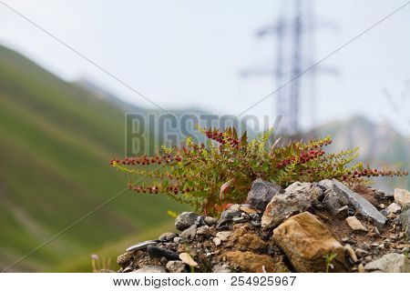 Wild Flower In Caucasian Mount Near Kazbeg