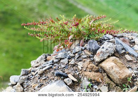 Wild Flower In Caucasian Mount Near Kazbeg