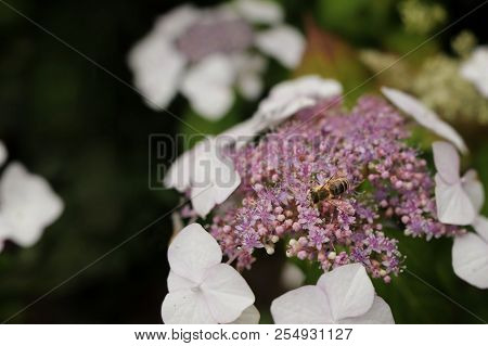 Colorful Hydrangea With Bee Collecting Nectar In Front Of Blurred Background - Hydrangea Aspera Sarg