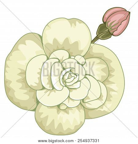 White Begonia  Tuberhybrida Blossoms. Stock Illustration. Isolated Image On White Background.