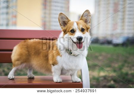 Corgi Dog Smile And Happy In Summer Sunny Day Sitting On Benche