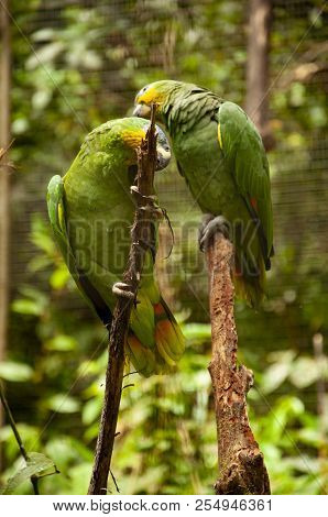A Pair Of Green Parrots From The Amazon Region Of Ecuador
