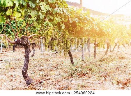 Close-up Of Bunch Of Grapes Hanging On Vine In Golden Sunlight