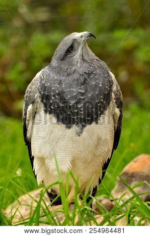 A Hawk In A Wildlife Centre In Otavalo, Ecuador