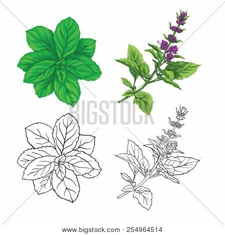Set Of Color And Outline Images Of A Thai Basil And Mint.