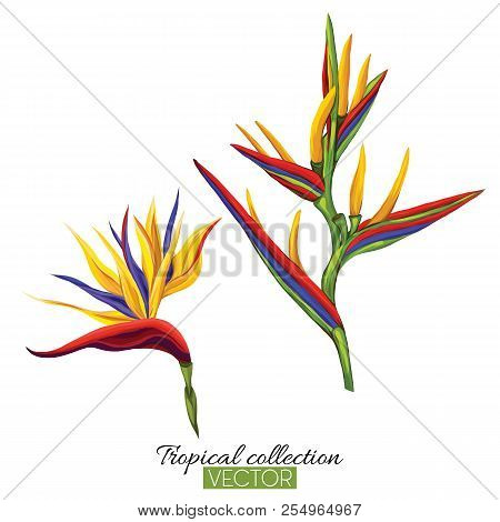 Beautiful Hand Drawn Botanical Vector Illustration With Strelitz