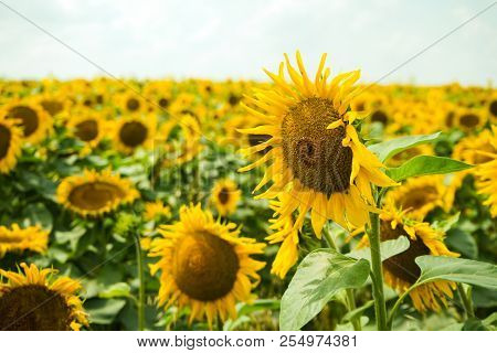 Prettiest Sunflowers Field With Cloudy Blue Sky. Closeup Of Sunflower On Farm. Agricultural Landscap