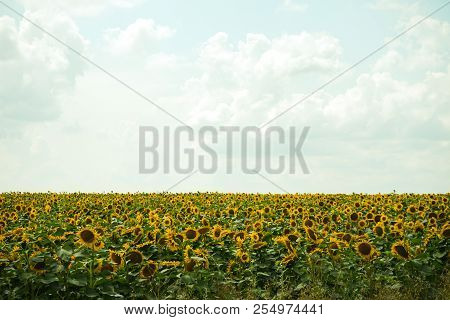 Prettiest Sunflowers Field With Cloudy Blue Sky. Closeup Of Sunflower On Farm. Agricultural Landscap