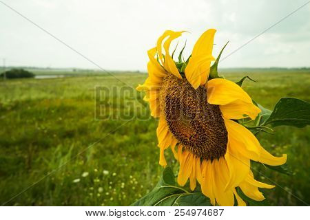 Prettiest Sunflowers Field With Cloudy Blue Sky. Closeup Of Sunflower On Farm. Agricultural Landscap
