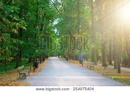 Green Forest. The Path Through The Trees