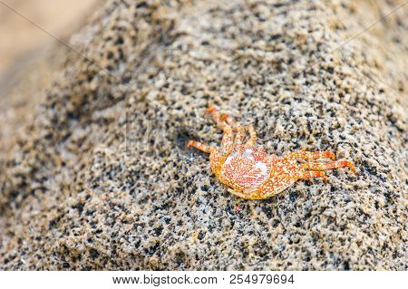 Tayrona Colombia. April 2018. A View A Crab On Of Naranjos Beach In Santa Marta Colombia