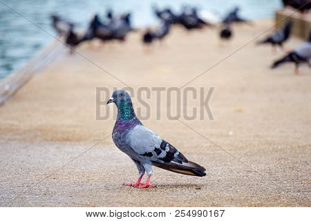 Red Eyes And Feet Indomalaya Pigeon Or Dove Standing In Front Of  Its Flocks In The Background