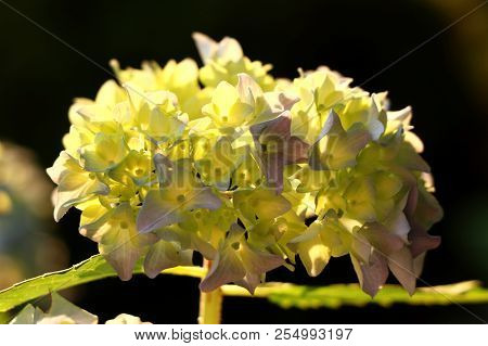 A Beautiful Yellow Blossom With A Little Purple Colour Known As Hydrangea Macrophylla Or Bigleaf Hyd