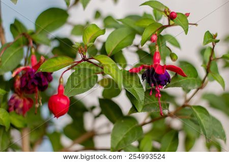 Bright And Colorful Fuchsia Dark Eyes Flowers With Green Leaves.