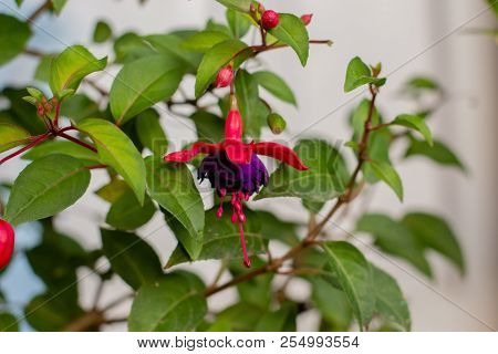 Bright And Colorful Fuchsia Dark Eyes Flowers.