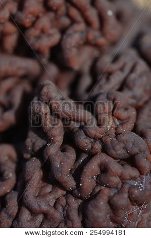 Gyromitra Mushroom