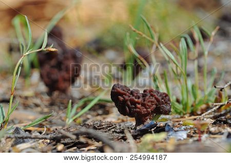 Gyromitra Mushroom