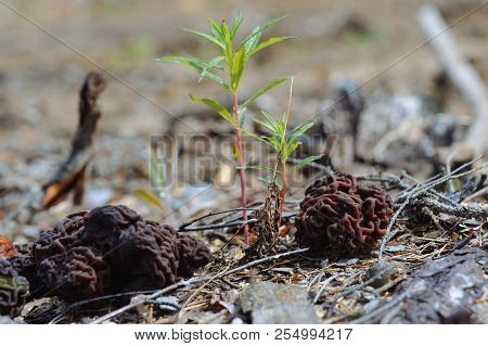 Gyromitra Mushroom