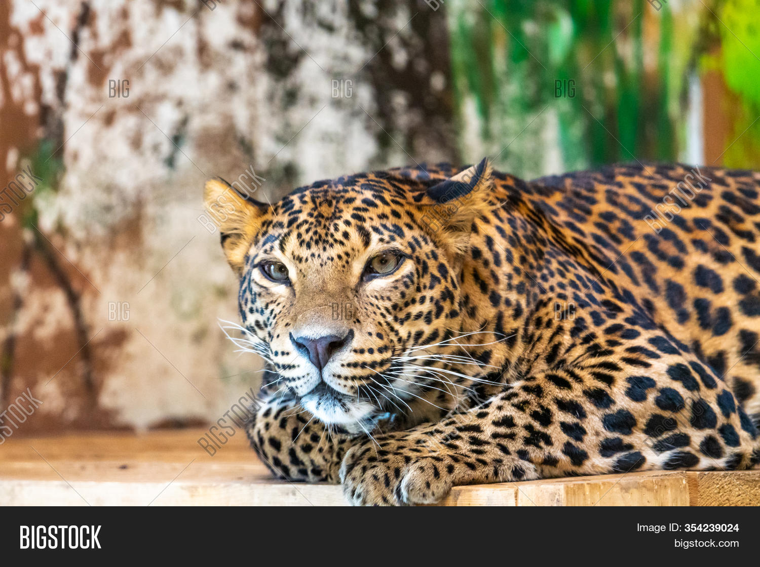 Leopard (latin Name Image & Photo (Free Trial) | Bigstock