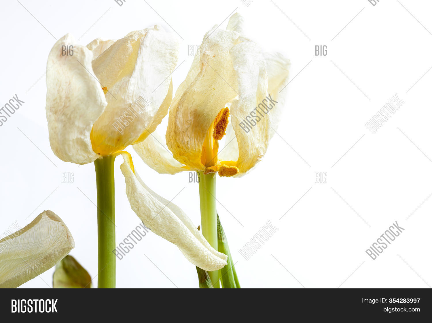 Buds Wilted Tulip, Image & Photo (Free Trial) Bigstock