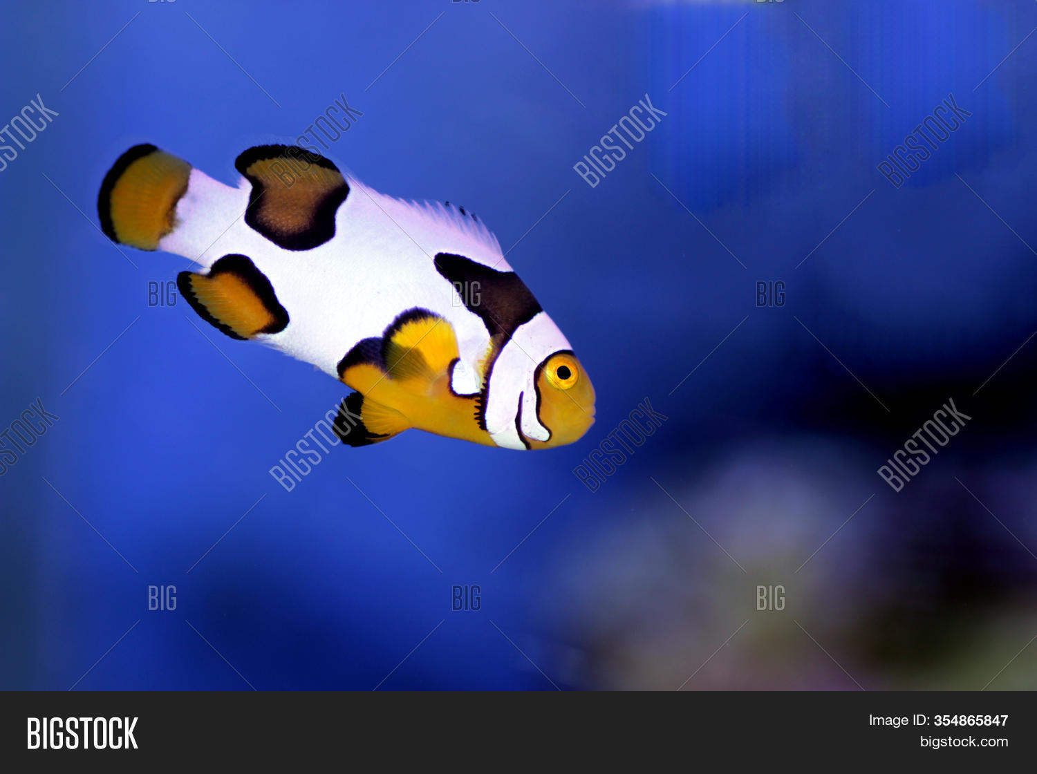 Black Ice Snowflake Image Photo Free Trial Bigstock
