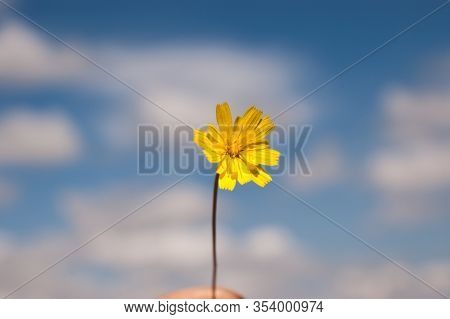 Yellow Dandelion, Thistle, Chicory. Close-up With The Blue Sky In The Background.