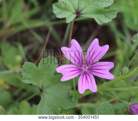 Malva Sylvestris, Known As Common Mallow .it Is A Plant With Showy Flowers Of Bright Purp And Growin