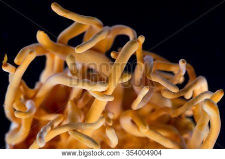 Cordyceps Militaris Is A Species Of Fungus In The Family Clavicipitaceae, And The Type Species Of Th