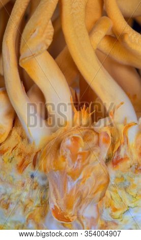Cordyceps Militaris Is A Species Of Fungus In The Family Clavicipitaceae, And The Type Species Of Th