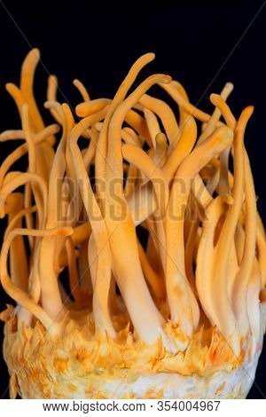 Cordyceps Militaris Is A Species Of Fungus In The Family Clavicipitaceae, And The Type Species Of Th