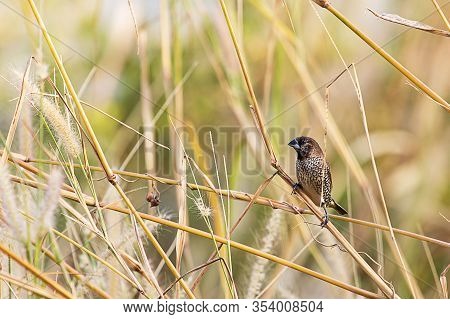Scaly Breasted Munia Perching On Wild Grass On Blurred Nature Background