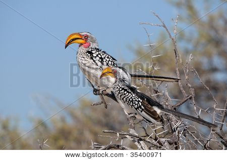 Sydlige Yellow-billed Hornbill, Tockus Leucomelas