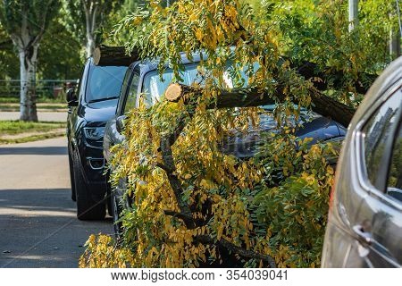 A Very Large Broken Tree Fell On A Car During A Hurricane. Destruction After A Gale. Accident. Close