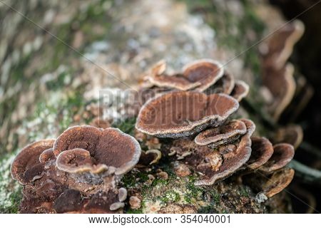 Brown Fungus Growth On Tree Bark Cleaver Woods Park Trinidad Close Up Tropical Forest