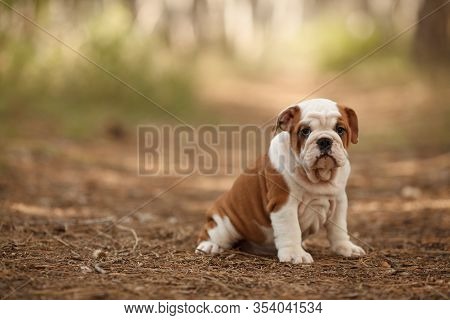 Cute English Bulldog Image Photo Free Trial Stock Cute English Bulldog Image Photo