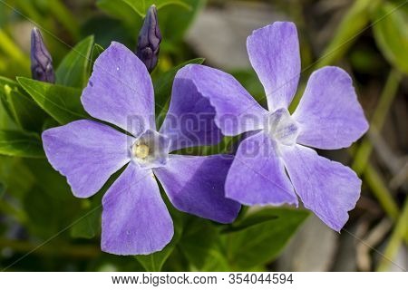A Close Up On Two Purple Periwinkles With A Green Background