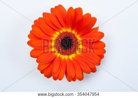 Dark Orange Gerbera Daisy Flower Close Up on White Background