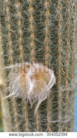 Close Up Of Espostoa Cactus In A Flower Pot At The Flower Market.