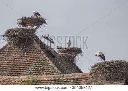 Storks At Affenberg Salem Where There Every Summer Are A Lot Of Storks.