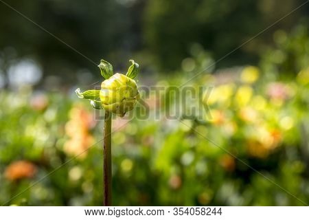 The Grounds Of Botanical Garden Of Mainau Island, The Inlet On Lake Constance