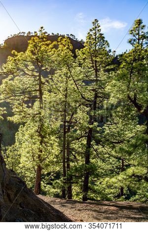 Scenic View On Caldera De Taburiente With Green Pine Forest, Ravines And Rocky Mountains Near Viewpo