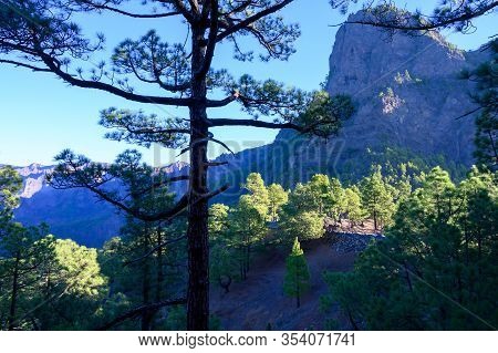 Scenic View On Caldera De Taburiente With Green Pine Forest, Ravines And Rocky Mountains Near Viewpo