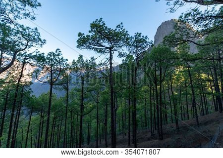 Scenic View On Caldera De Taburiente With Green Pine Forest, Ravines And Rocky Mountains Near Viewpo