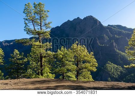 Scenic View On Caldera De Taburiente With Green Pine Forest, Ravines And Rocky Mountains Near Viewpo