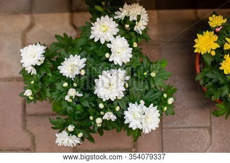 Bush Of White Chrysanthemums Blossom In A Flower Pot, Top View. A Romantic Bouquet Of Blooming Chrys