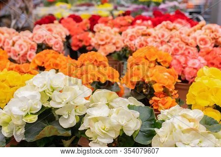White Orange Red Begonia Blossom In A Flower Pot, Background Wallpaper Backdrop Design. Many Floweri