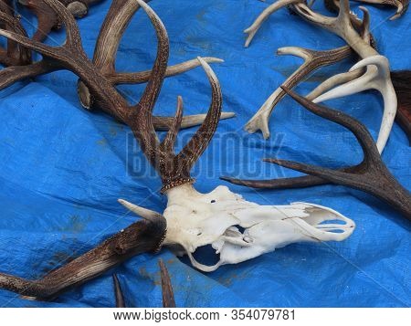 Flea Market Merchandise Out On Street - Red Deer Antlers And White Skull On Blue Background, In Luxe