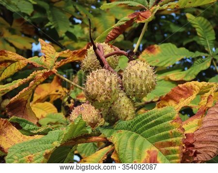 Horse Chestnut - Aesculus Hippocastanum - Maturing Spikey Shells Growing Bigger And Brown, Close Up 