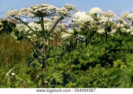 Giant Hogweed, Plant Of Giant Hogweed Growing In Field, Heracleum. Large Plant In The Foreground