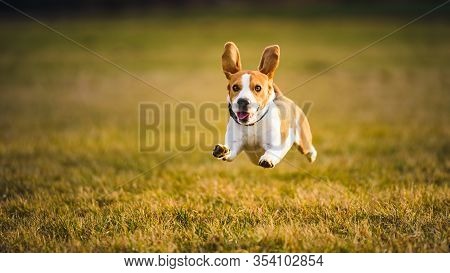 Dog Beagle Running Fast And Jumping With Tongue Out Through Green Grass Field In A Spring. Pet Backg
